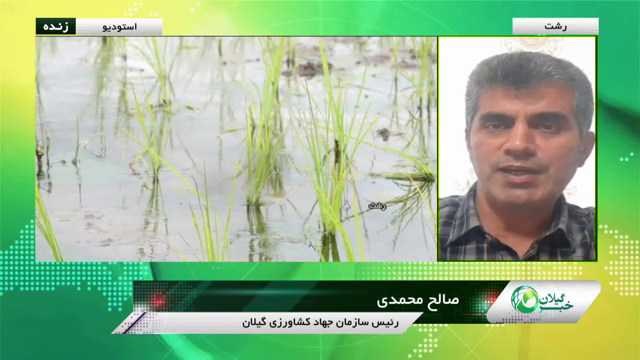 وضعیت مطلوب نشا برنج در گیلان