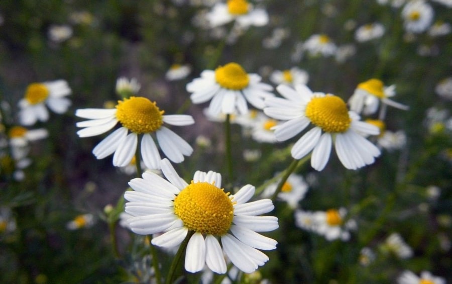 خواص عجیب بابونه در لاغری و سلامتی! خواص عجیب بابونه در لاغری و سلامتی!