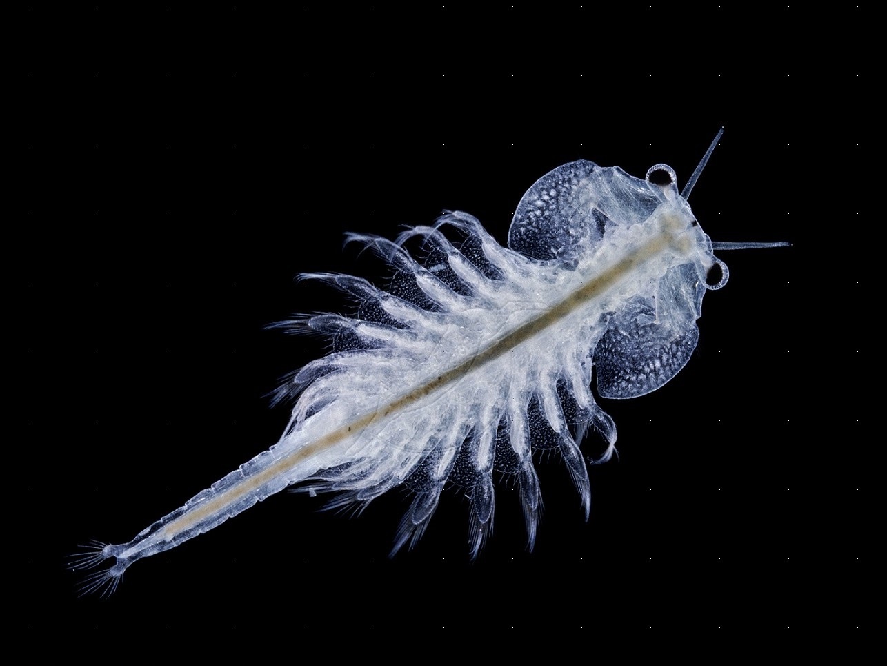 اکستروموفیل ها