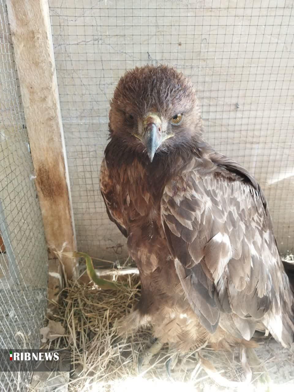 تحویل یک بهله عقاب طلایی به محیط زیست شیروان تحویل یک بهله عقاب طلایی به محیط زیست شیروان