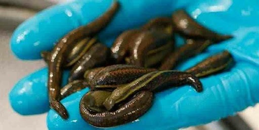 پروژه ۱۰ تنی پرورش ماهی قزل‌آلا در مشگین‌شهر