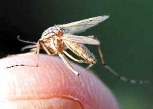 آشنایی با پشه ها و راههای مقابله با آن