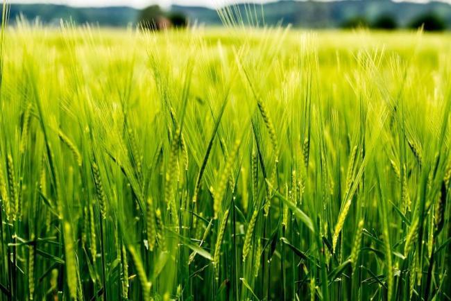 تولید برنج جدید با ژن مقاوم در برابر بیماری