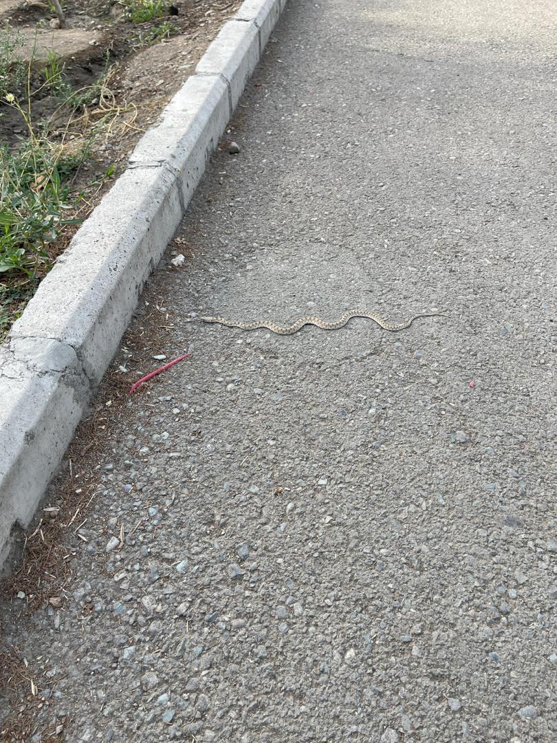 رویت مار رویت مار