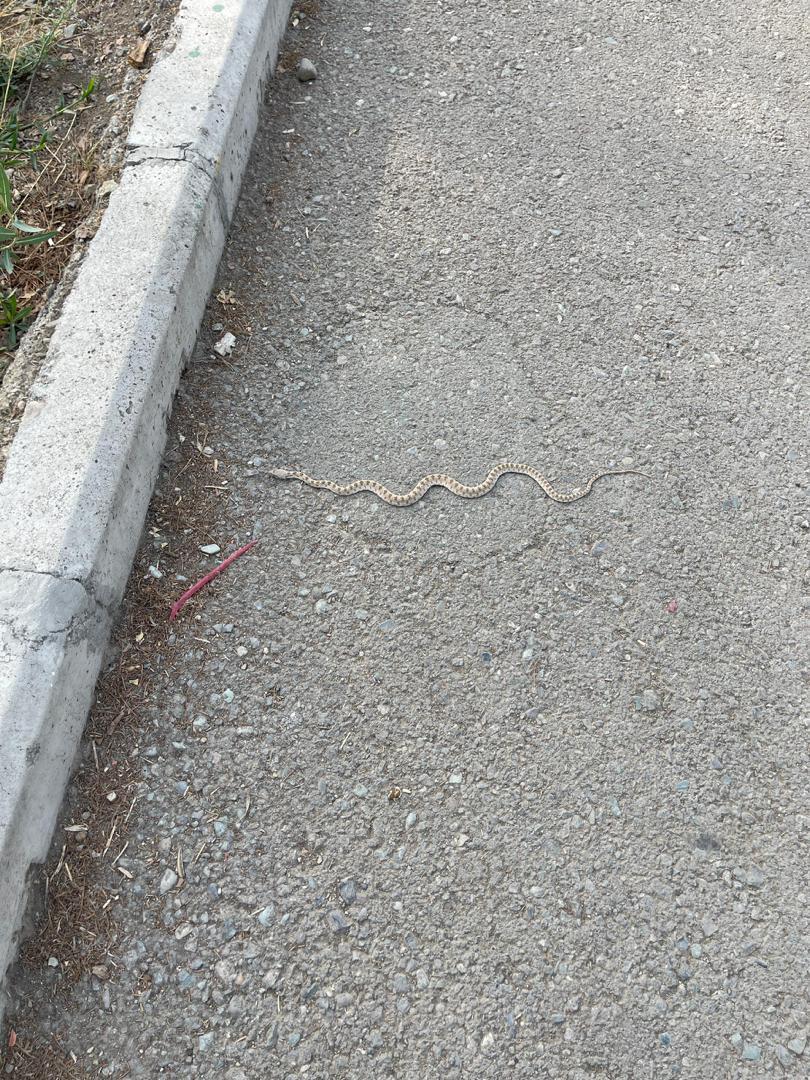 رویت یک حلقه مار در پارک الهام تهران رویت یک حلقه مار در پارک الهام تهران