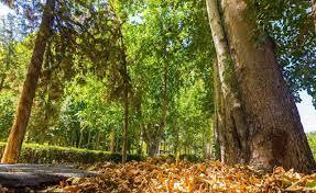 فضای سبزِ اصفهان در انتظار بارش‌های پاییزه