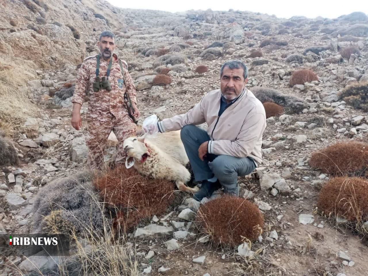 ۴۲ راس گوسفند در اسفراین بر اثر حمله یک قلاده گرگ تلف شدند