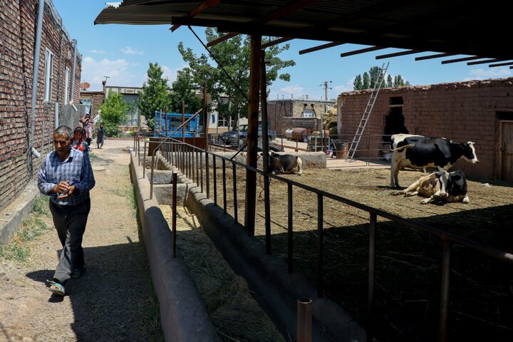 یک هزار و ۹۲۴ واحد دامی آسیب دیده بر اثر زلزله خوی بازسازی شد یک هزار و ۹۲۴ واحد دامی آسیب دیده بر اثر زلزله خوی بازسازی شد