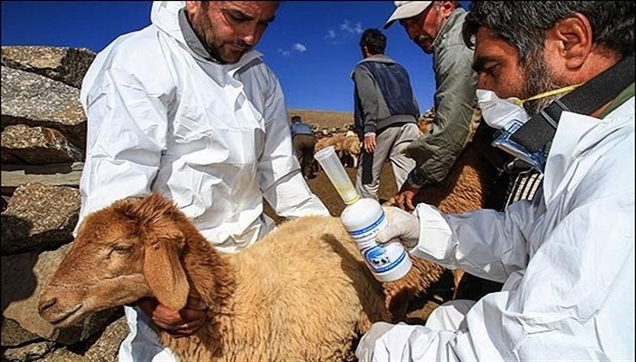 برگزاری اردوی جهادی دامپزشکی در ۹ روستای استان زنجان