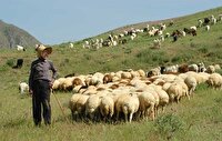 حمایت از عشایر دامدار گلستانی با توزیع نهاده