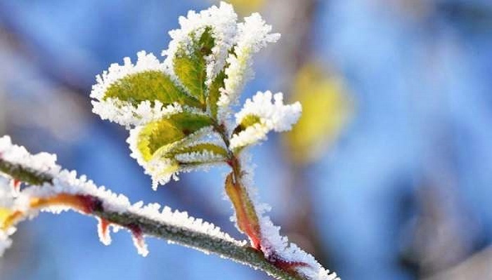 تداوم سرما و یخبندان در زنجان