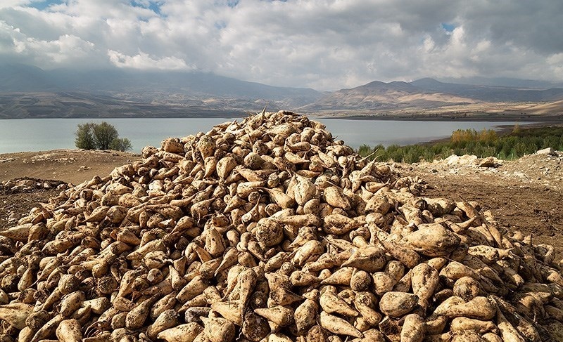لزوم ایجاد زیرساختهای لازم برای تولید چغندر قند در خوزستان لزوم ایجاد زیرساختهای لازم برای تولید چغندر قند در خوزستان