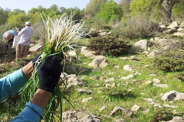 رتبه نخست آذربایجان‌ غربی در تنوع گونه‌های گیاهان دارویی در سطح کشور