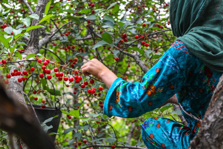 برداشت بیش از ۲۰ هزار تن آلبالو از باغ‌های آذربایجان‌غربی آغاز شد