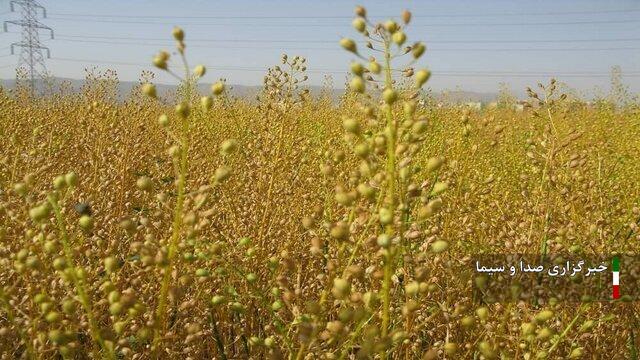 خرید تضمینی ۶۴۰ تن دانه روغنی کاملینا از کشاورزان لرستانی