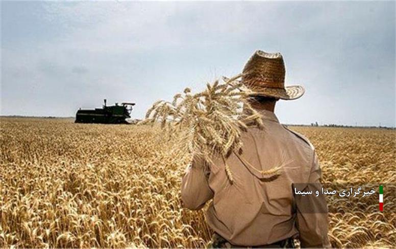 خرید ۵۳۴ هزار تن گندم از کشاورزان لرستانی