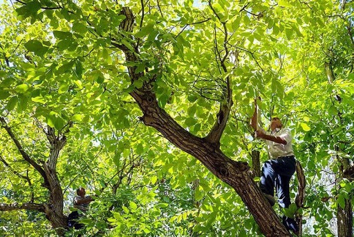 گردو تکانی ۳۶ نفر را در خراسان شمالی راهی بیمارستان کرد