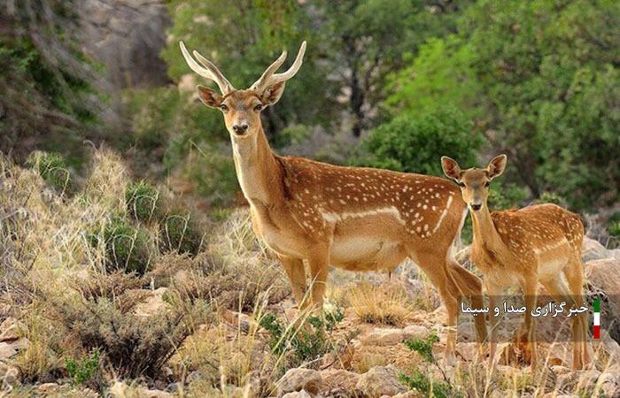 شناسایی ۳۹۵ گونه مهره دار در لرستان