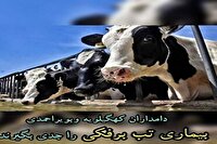 خطر بروز تب برفکی را جدی بگیرید