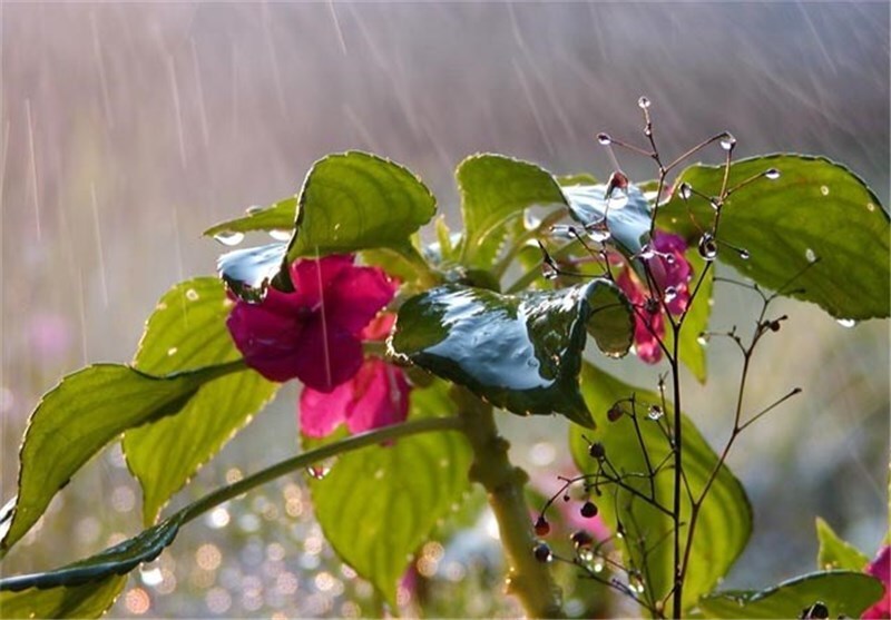 باران مهمان روز‌های بهاری خوزستان