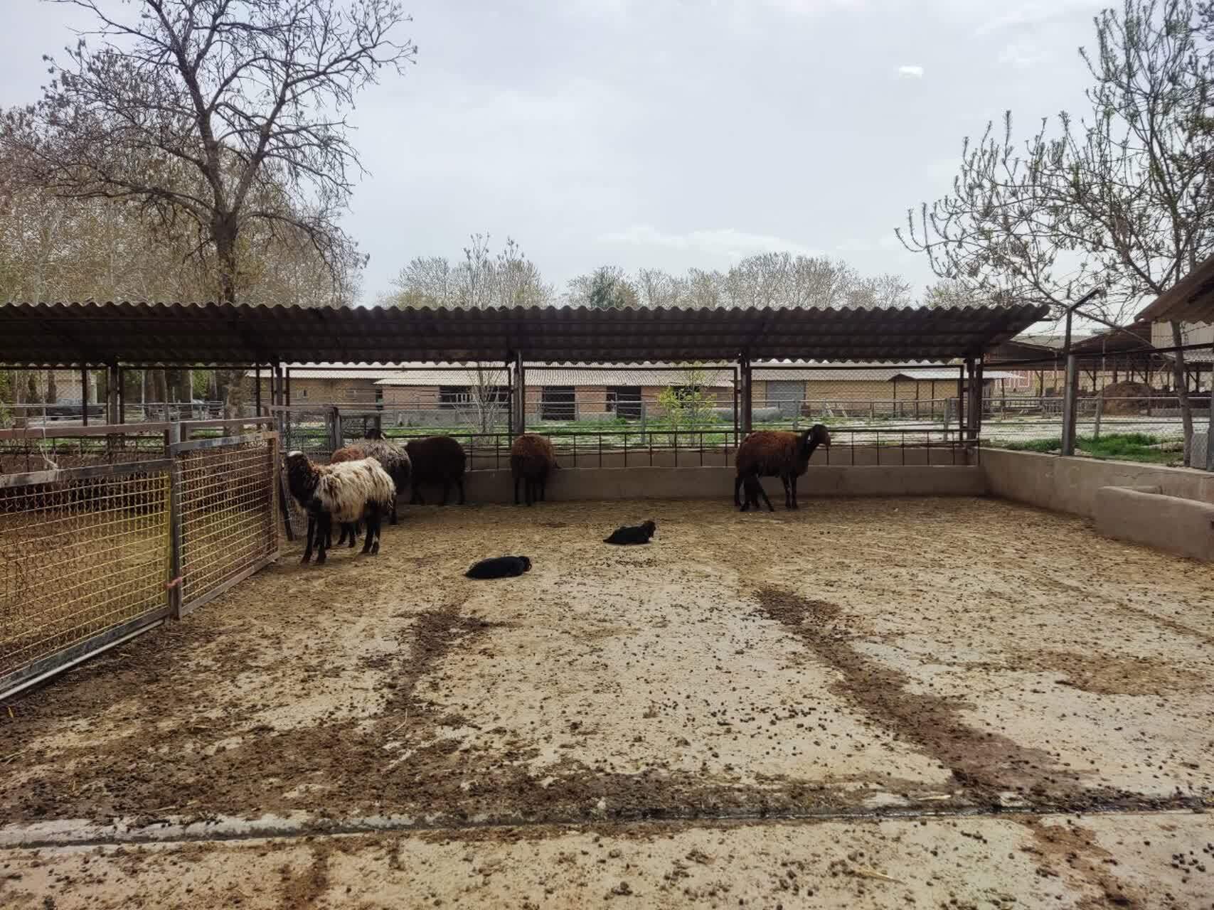 پرورش دامهای سبک چندقلوزا با روش اصلاح نژاد دامهای بومی آذربایجانغربی توسط یک شرکت دانش بنیان پرورش دامهای سبک چندقلوزا با روش اصلاح نژاد دامهای بومی آذربایجانغربی توسط یک شرکت دانش بنیان