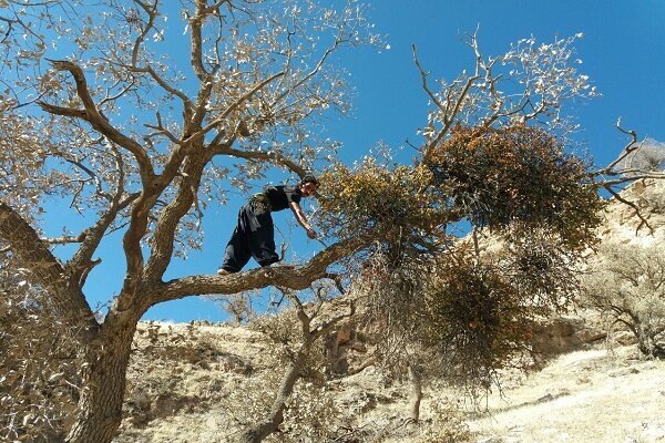 هشدار نماینده دزفول نسبت به شیوع آفات در جنگل‌های بلوط / پیگیری موضوع در سطح ملی