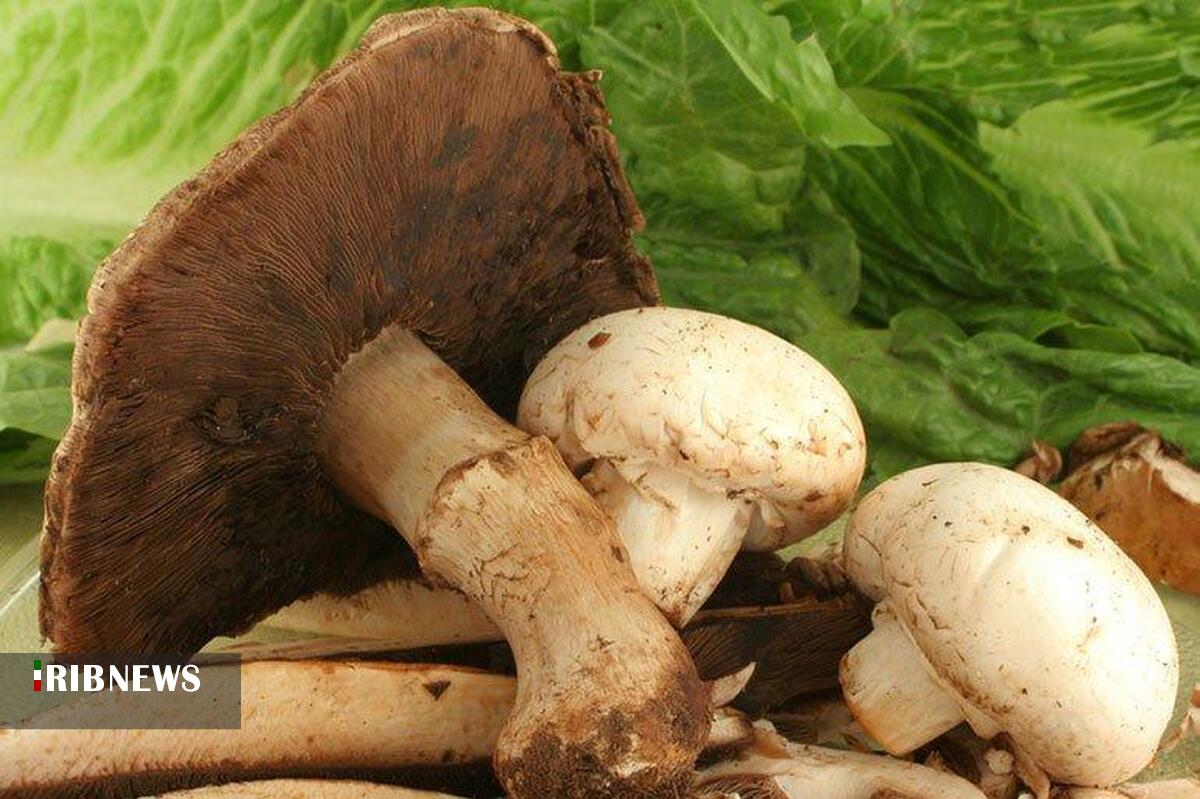 مسمومیت و مرگ، عاقبت مصرف کردن قارچهای خودرو و سمی مسمومیت و مرگ، عاقبت مصرف کردن قارچهای خودرو و سمی