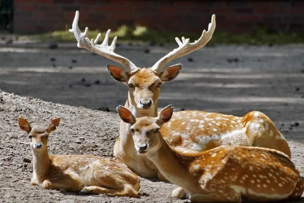 جنگل‌های دز، زیستگاه ۴۰ گوزن زرد ایرانی