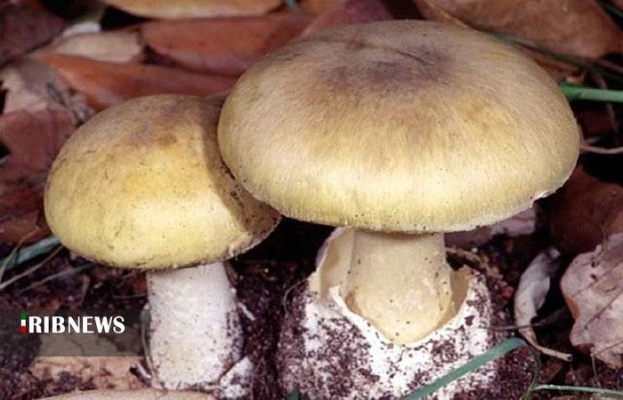مسموم شدن ۱۸ لرستانی بر اثر مصرف قارچ سمی مسموم شدن ۱۸ لرستانی بر اثر مصرف قارچ سمی