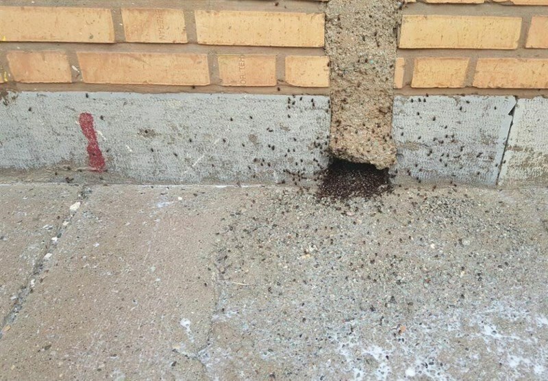 هجوم پشه در شهر پرند هجوم پشه در شهر پرند