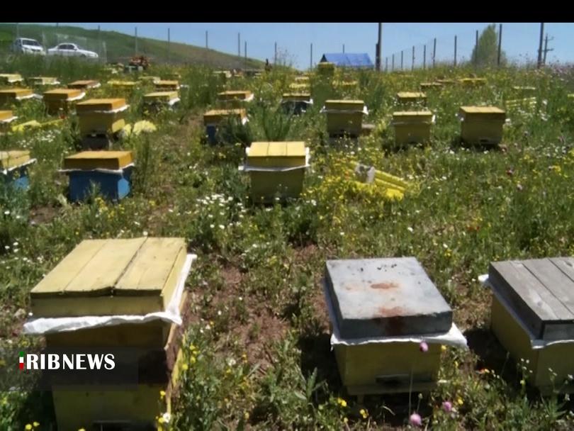 جنگ زنبورها در مناطق کوهستانی و ییلاقی اردبیل