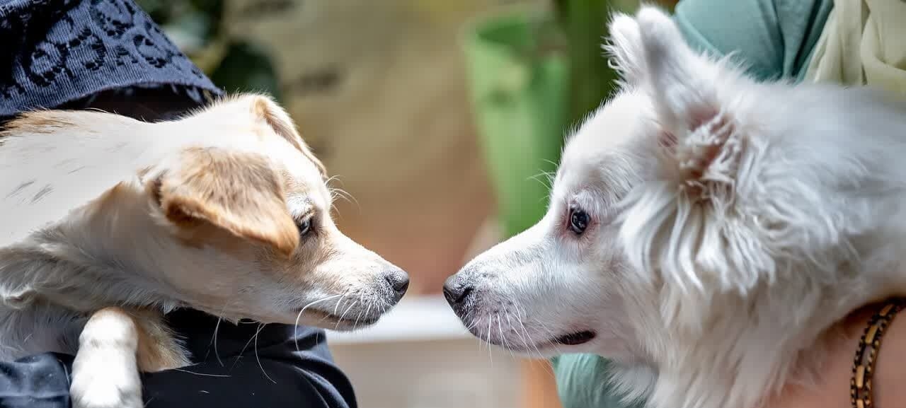دادستان شوش: هرگونه سگ‌گردانی در اماکن عمومی ممنوع است