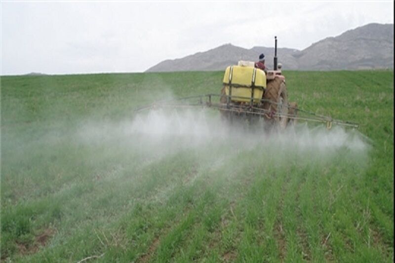 هشدار دوباره شیوع بیماری سفیدک دروغین در مزارع سیب زمینی اردبیل