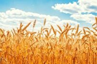 خرید تضمینی ۳۱۶ هزار تٌن گندم مازاد  از کشاورزان خراسان‌رضوی