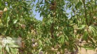 بادامستان‌های چهارمحال و بختیاری یکی از جاذبه‌های گردشگری کشاورزی 