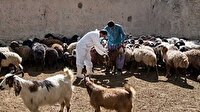 واکسیناسیون یک میلیون و ۱۰۰ راس دام سبک و سنگین در گلستان علیه بیماری‌ها