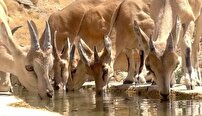 عاشقانه‌ای به نام آب و تشنگی 