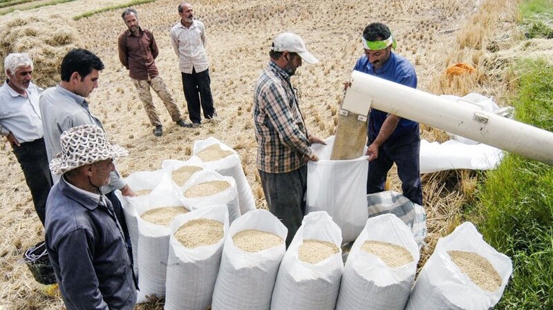 شالیکاران نگران قیمت برنج در بازار نباشند