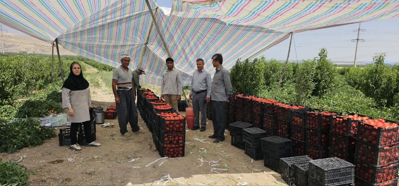 شروع فصل برداشت گوجه‌فرنگی؛ نوآوری در کشت محصولات کشاورزی
