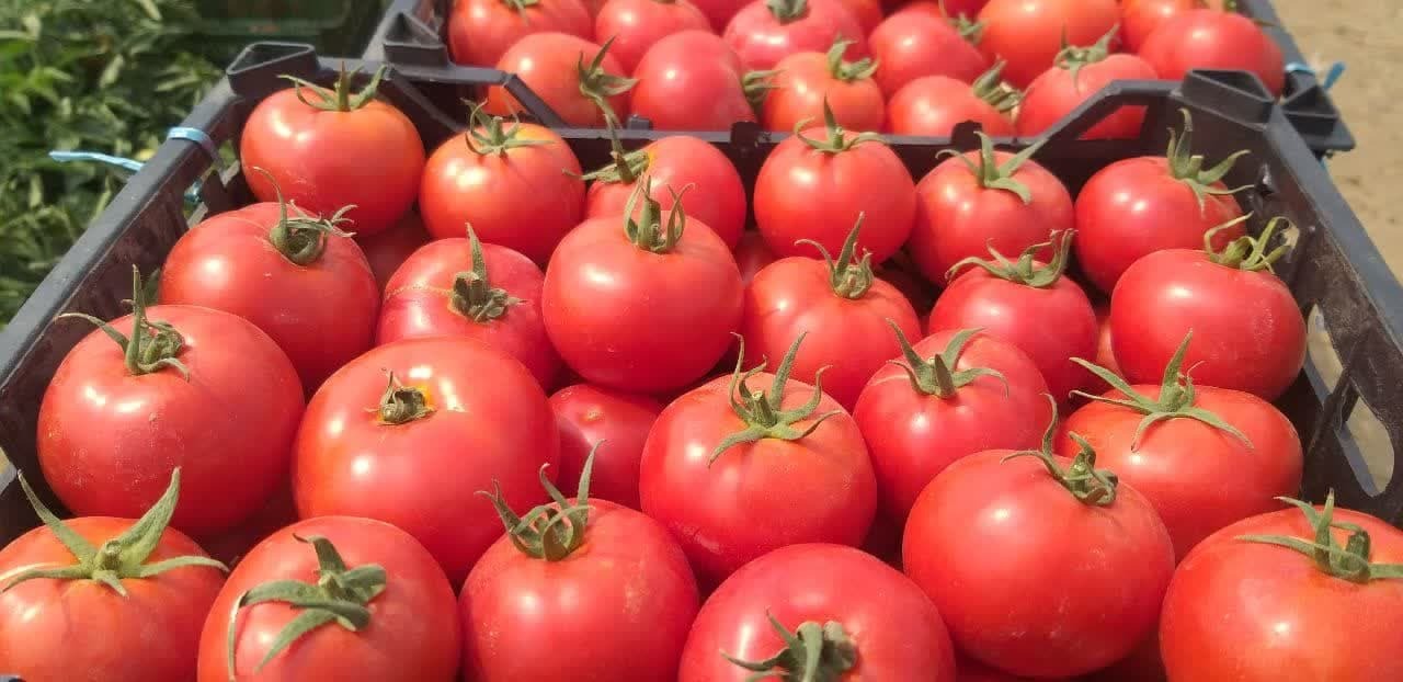 تولید بیش از ۵۲ هزار تن گوجه فرنگی در مزارع میاندوآب 