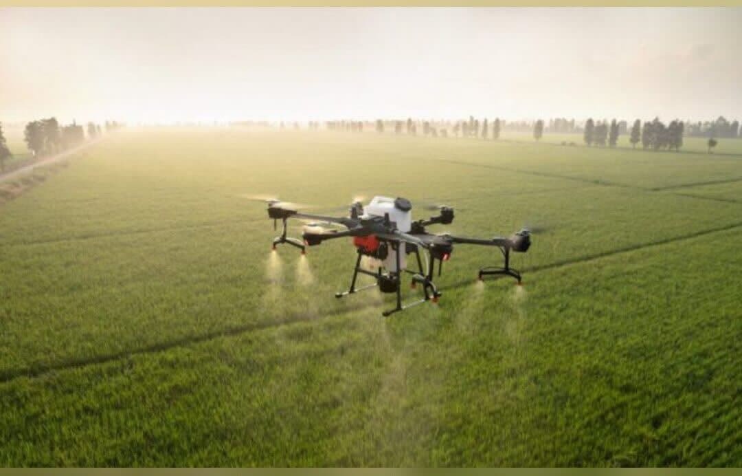 مبارزه با سن غلات در بیش از ۲۴۰ هزار هکتار از مزارع آذربایجان غربی 