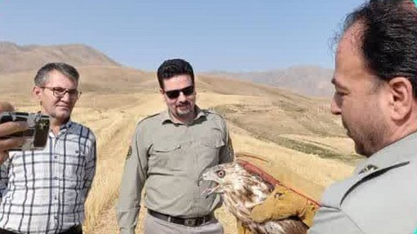 رها سازی ۶ بهله پرنده شکاری در ارتفاعات بروجرد