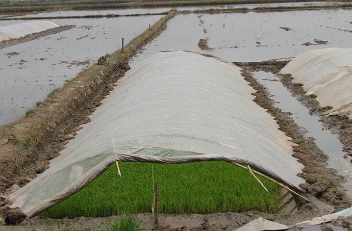 اظهارات متناقض درباره ممنوعیت کشت دوم برنج در مازندران