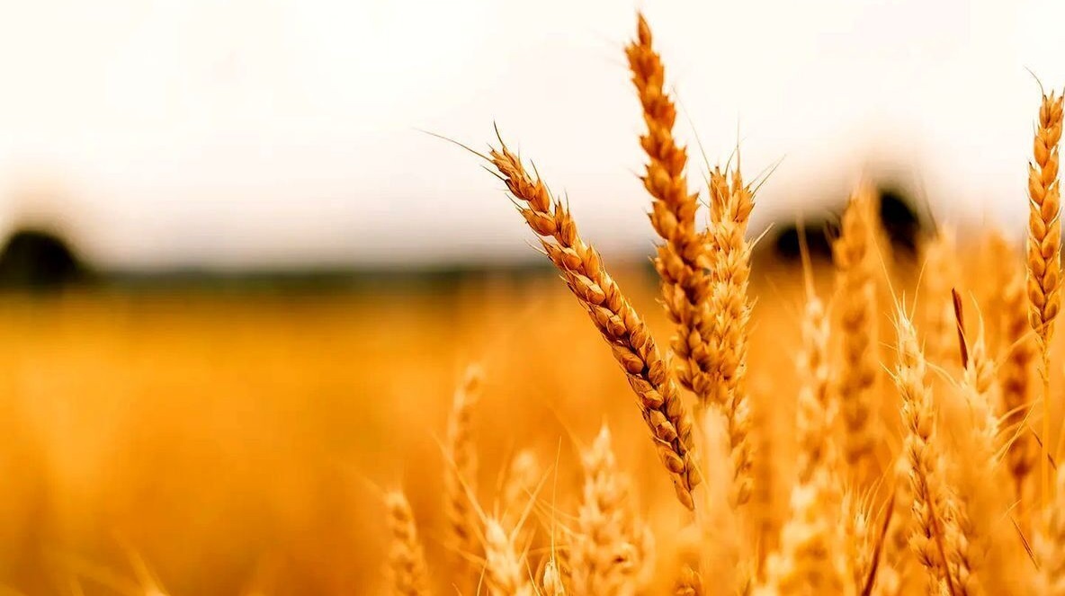 ۸۰ درصد مطالبه گندمکاران آذربایجان غربی پرداخت شده است