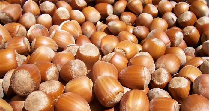 پیش‌بینی می‌شود ۶۵۰ تن فندق از باغات طارم برداشت شود