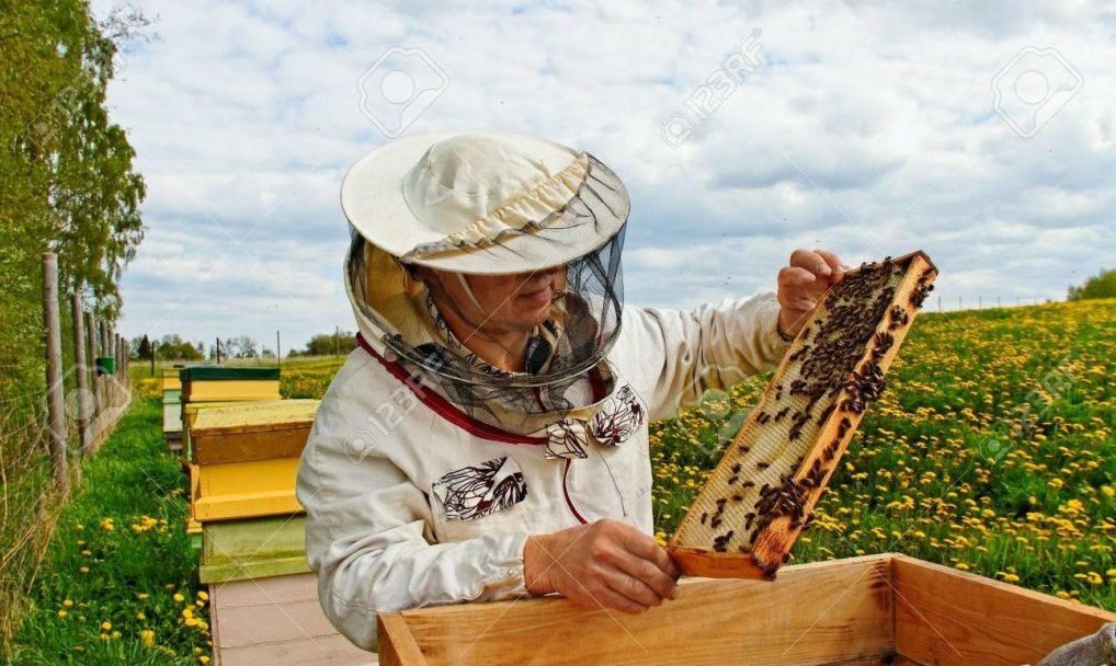 زنبورداری در خراسان شمالی ؛ فرصتی طلایی با ارزش اقتصادی بالا