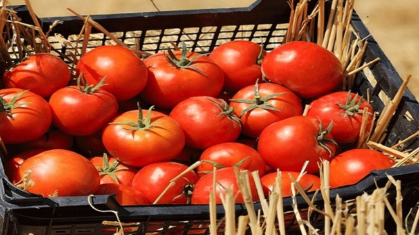 پرداخت ۱۰۰ درصد بهای گوجه فرنگی خریداری شده از کشاورزان گلستانی