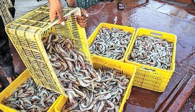 برداشت ۵۰ تن میگو از مزارع آبزی‌پروری دانشگاه آزاد