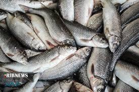 تولید ۹۰۰ تن ماهی سردآبی در خراسان شمالی