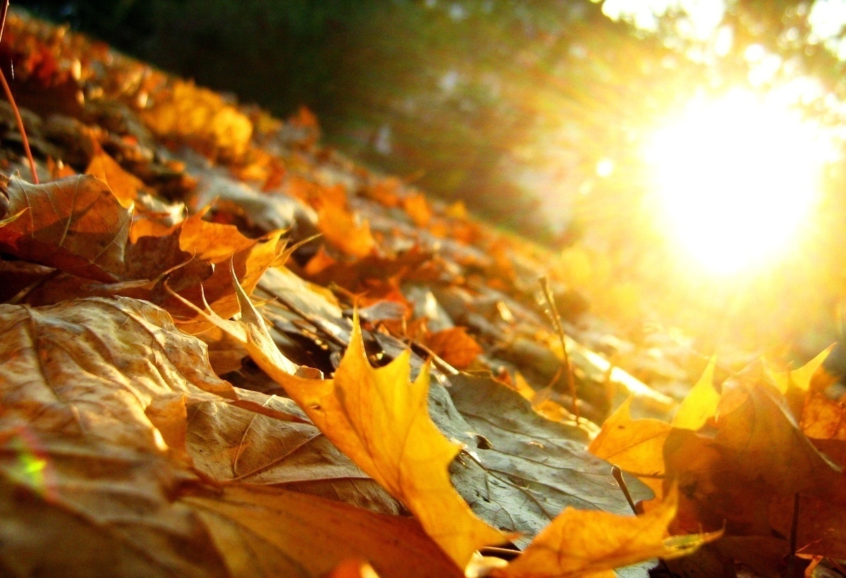 پیش بینی رطوبت و افزایش دما در روزهای پاییزی خوزستان پیش بینی رطوبت و افزایش دما در روزهای پاییزی خوزستان